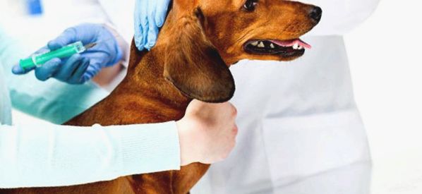 Parainfluenza kutyákban tünetek, kezelés, megelőzés tünetek